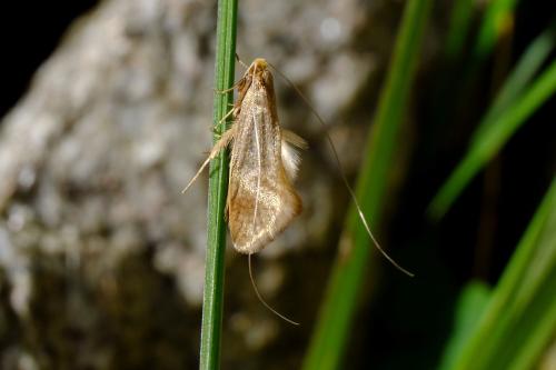 Réf. 356 967 : Nematopogon swammerdamella